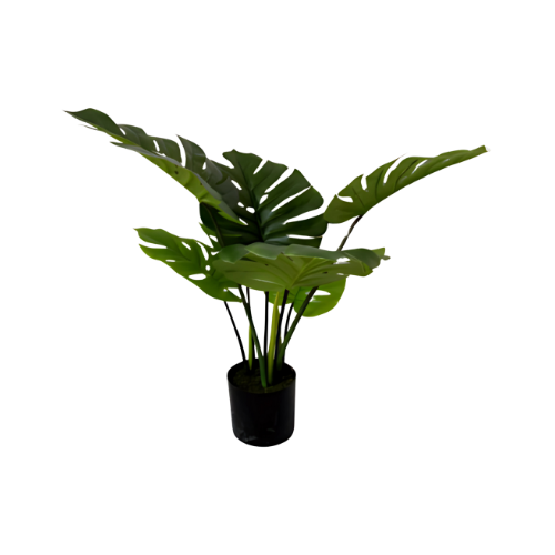 Monstera Compacta de 2 Pies con 7 Niveles