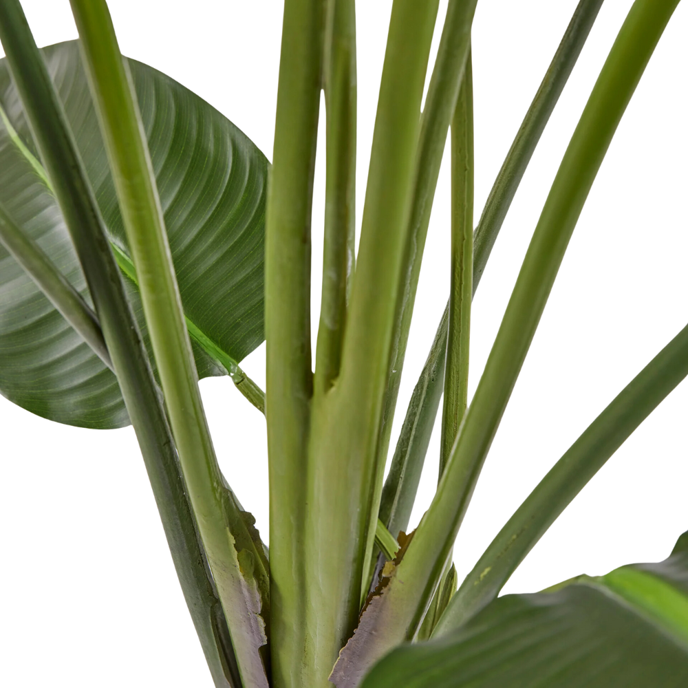 Planta Gigante de Ave del Paraíso de 10 Pies con 18 Hojas de PE