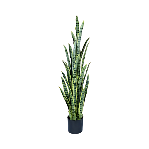 Sansevieria Elegante de 140 cm con 37 Hojas